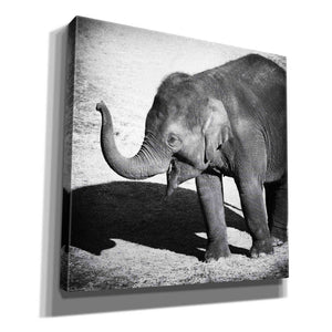'Elephant IV' by Debra Van Swearingen, Canvas Wall Art,12x12x1.1x0,18x18x1.1x0,26x26x1.74x0,37x37x1.74x0