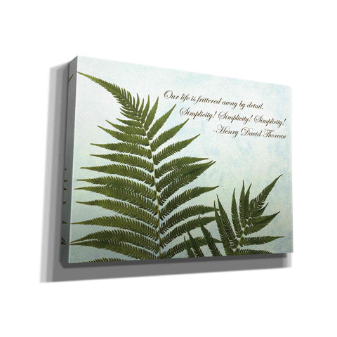 Image of 'Delicate Fern' by Debra Van Swearingen, Canvas Wall Art,16x12x1.1x0,24x20x1.1x0,30x26x1.74x0,54x40x1.74x0