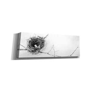 'Nest and Branch I Pano' by Debra Van Swearingen, Canvas Wall Art,36x12x1.74x0,60x20x1.74x0