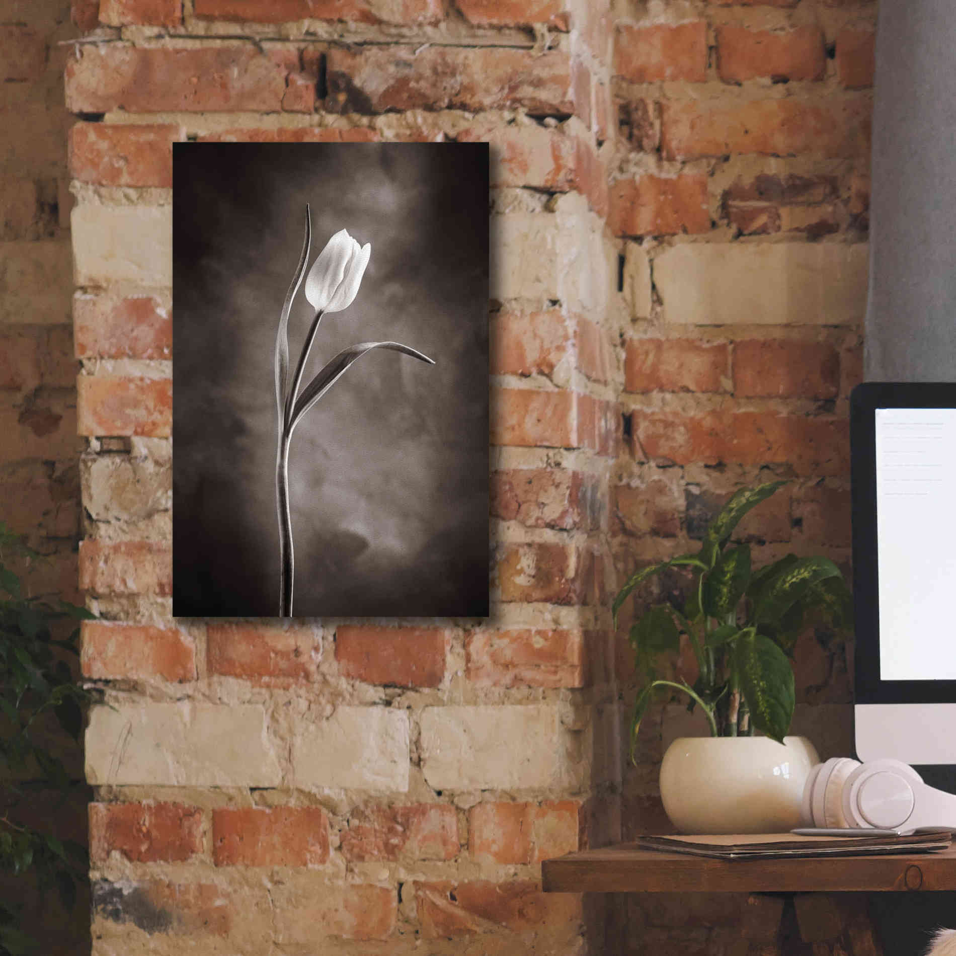 'Two Tone Tulips I' by Debra Van Swearingen, Canvas Wall Art,12 x 18