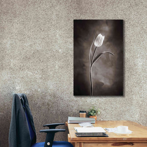 'Two Tone Tulips I' by Debra Van Swearingen, Canvas Wall Art,26 x 40