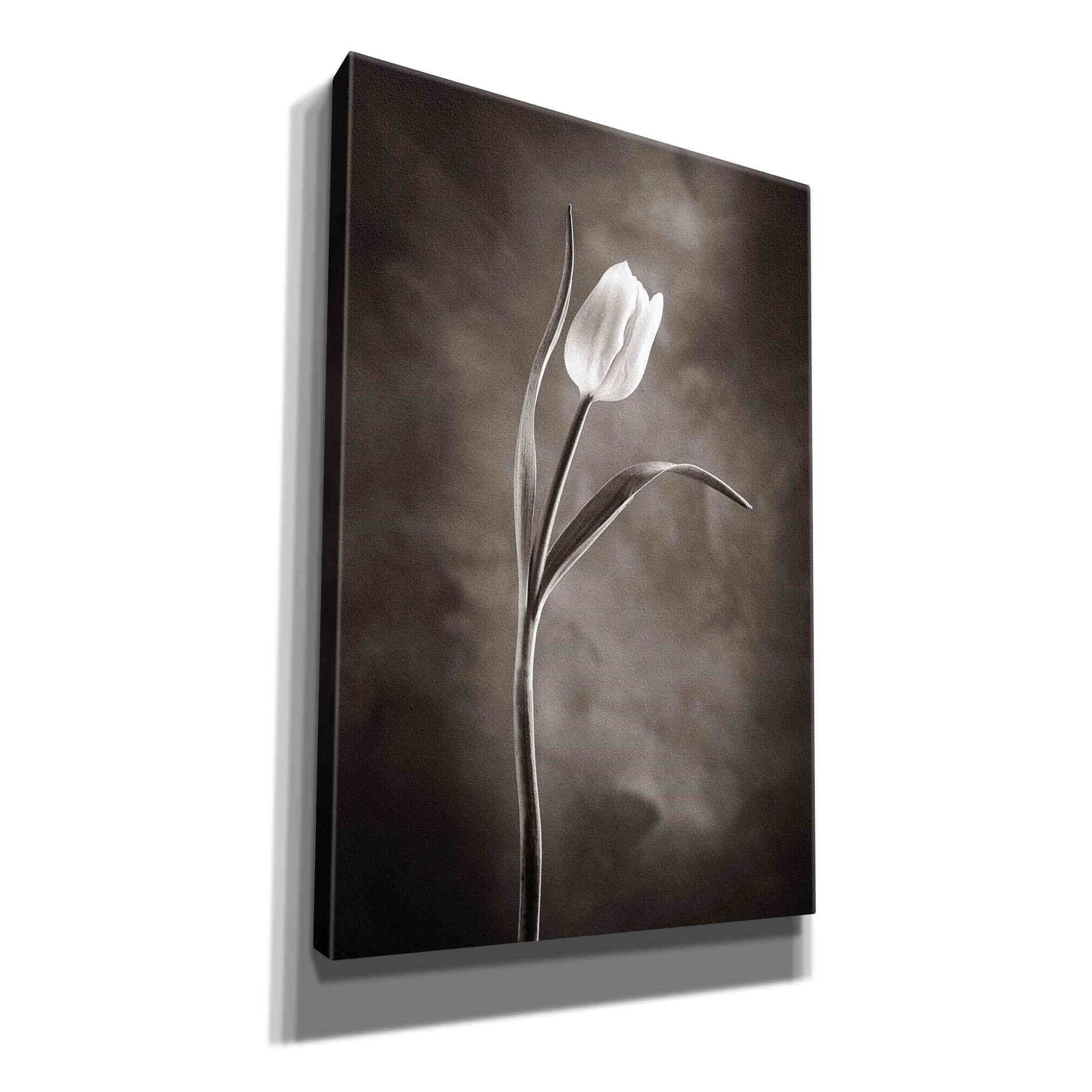 'Two Tone Tulips I' by Debra Van Swearingen, Canvas Wall Art,12x18x1.1x0,18x26x1.1x0,26x40x1.74x0,40x60x1.74x0
