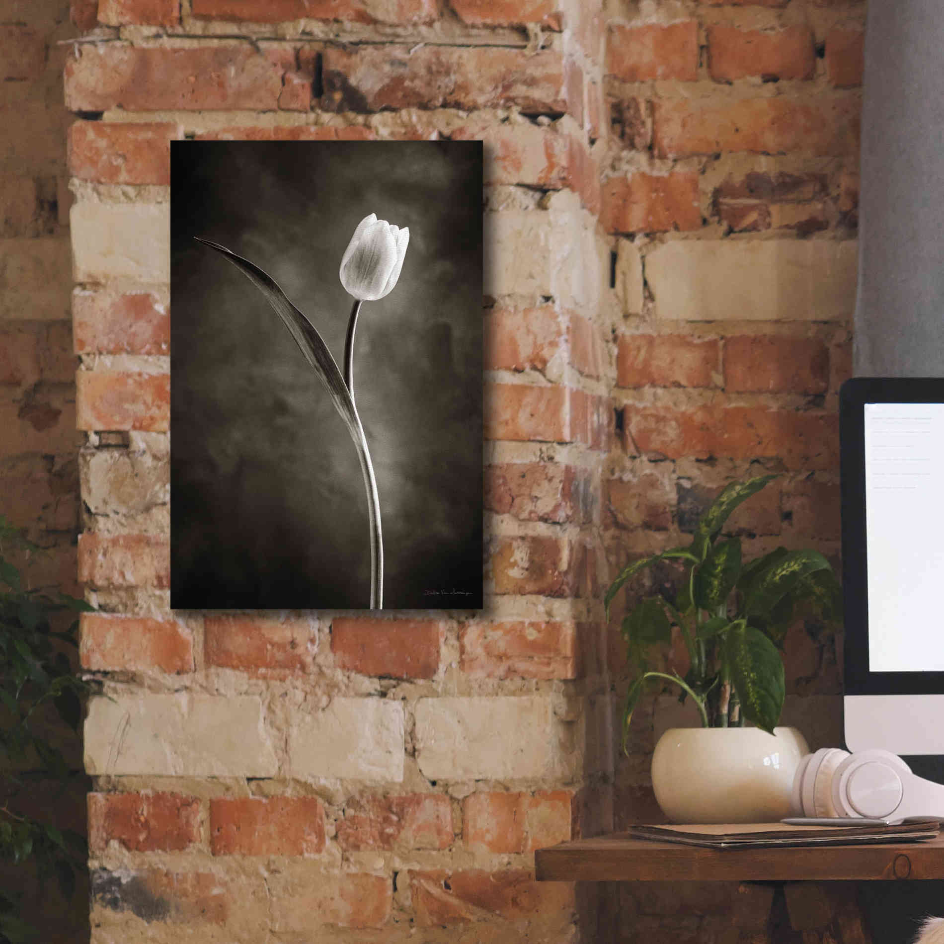 'Two Tone Tulips II' by Debra Van Swearingen, Canvas Wall Art,12 x 18