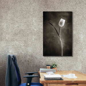 'Two Tone Tulips II' by Debra Van Swearingen, Canvas Wall Art,26 x 40