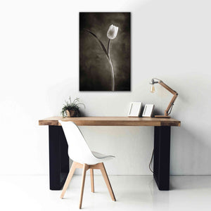 'Two Tone Tulips II' by Debra Van Swearingen, Canvas Wall Art,26 x 40