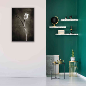'Two Tone Tulips II' by Debra Van Swearingen, Canvas Wall Art,26 x 40