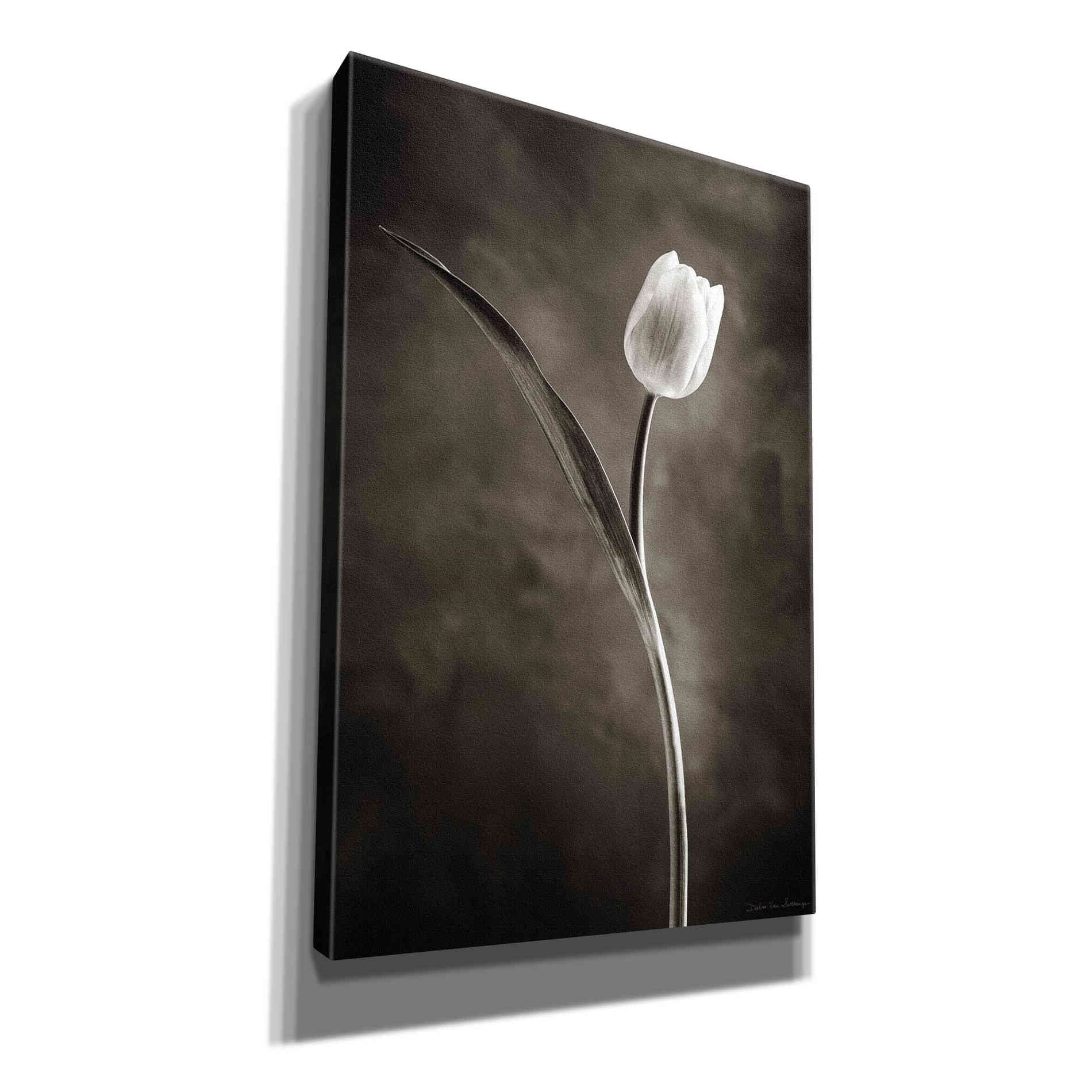 'Two Tone Tulips II' by Debra Van Swearingen, Canvas Wall Art,12x18x1.1x0,18x26x1.1x0,26x40x1.74x0,40x60x1.74x0