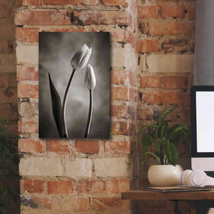 'Two Tone Tulips III' by Debra Van Swearingen, Canvas Wall Art,12 x 18