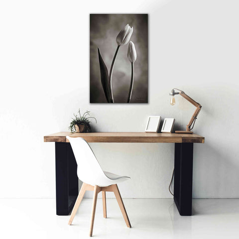 Image of 'Two Tone Tulips III' by Debra Van Swearingen, Canvas Wall Art,26 x 40