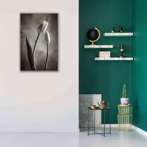 'Two Tone Tulips III' by Debra Van Swearingen, Canvas Wall Art,26 x 40