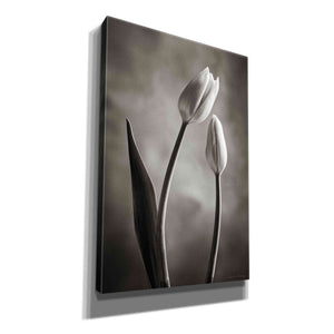 'Two Tone Tulips III' by Debra Van Swearingen, Canvas Wall Art,12x18x1.1x0,18x26x1.1x0,26x40x1.74x0,40x60x1.74x0