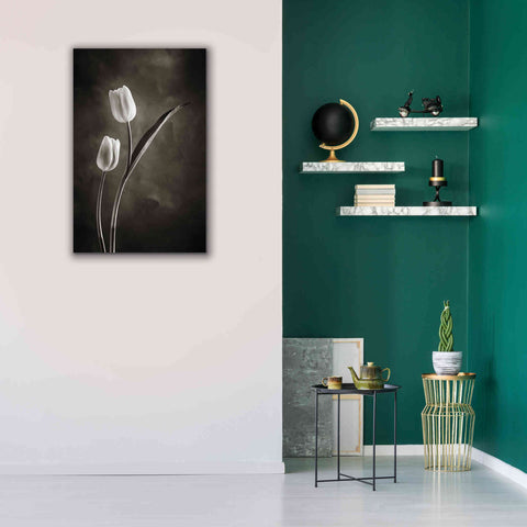 Image of 'Two Tone Tulips IV' by Debra Van Swearingen, Canvas Wall Art,26 x 40