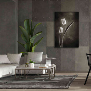 'Two Tone Tulips IV' by Debra Van Swearingen, Canvas Wall Art,40 x 60