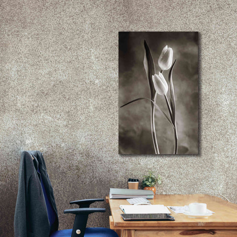 Image of 'Two Tone Tulips VI' by Debra Van Swearingen, Canvas Wall Art,26 x 40