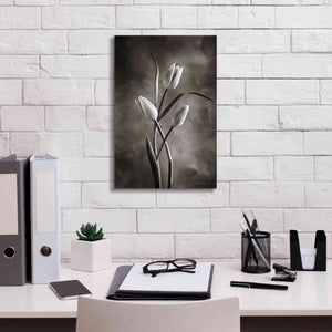 'Two Tone Tulips VII' by Debra Van Swearingen, Canvas Wall Art,12 x 18