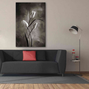 'Two Tone Tulips VII' by Debra Van Swearingen, Canvas Wall Art,40 x 60