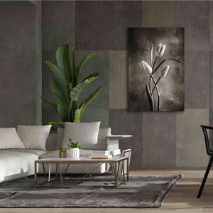 'Two Tone Tulips VII' by Debra Van Swearingen, Canvas Wall Art,40 x 60