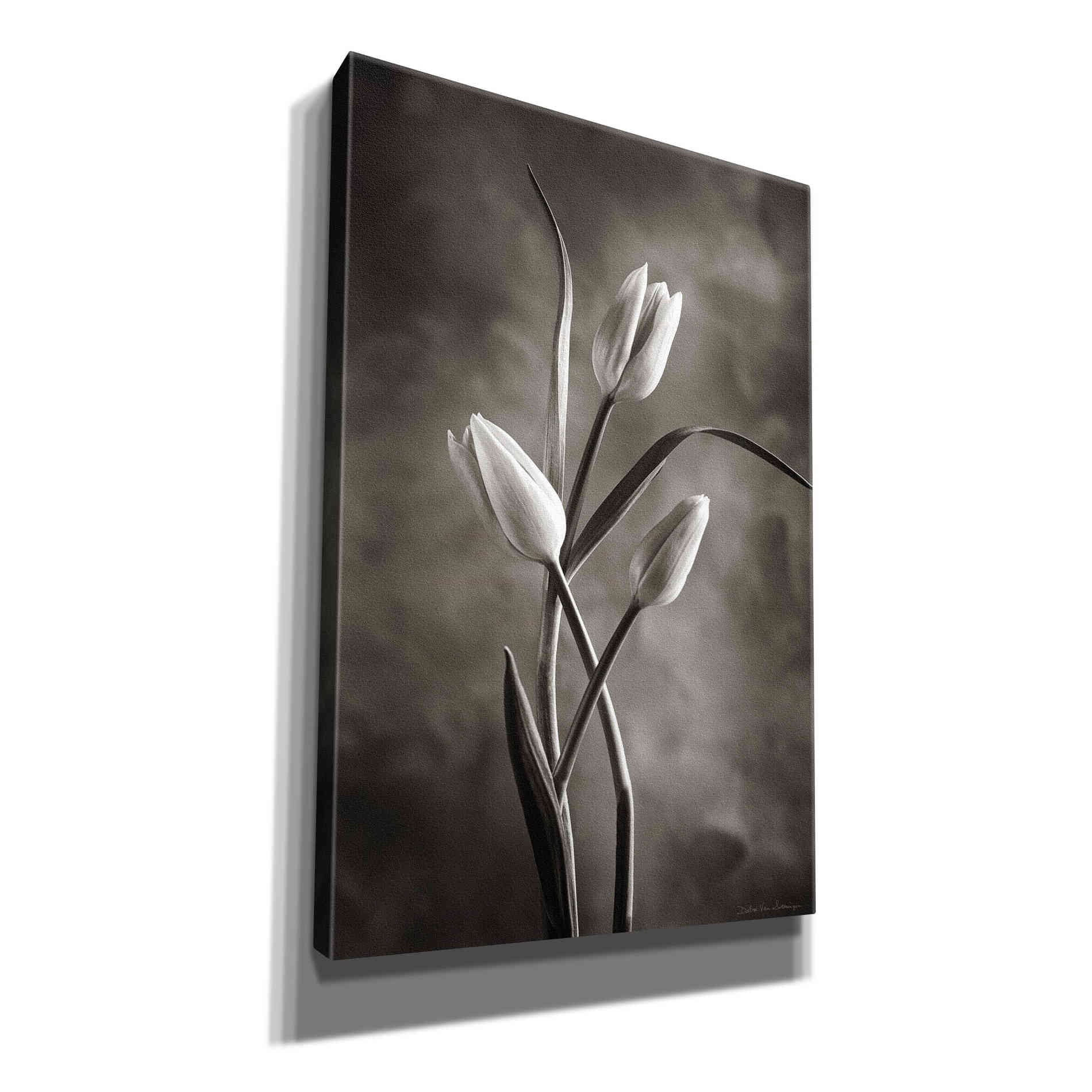 'Two Tone Tulips VII' by Debra Van Swearingen, Canvas Wall Art,12x18x1.1x0,18x26x1.1x0,26x40x1.74x0,40x60x1.74x0