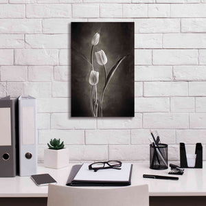 'Two Tone Tulips VIII' by Debra Van Swearingen, Canvas Wall Art,12 x 18
