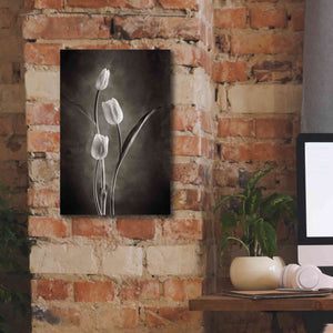 'Two Tone Tulips VIII' by Debra Van Swearingen, Canvas Wall Art,12 x 18