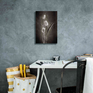 'Two Tone Tulips VIII' by Debra Van Swearingen, Canvas Wall Art,12 x 18