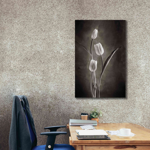 Image of 'Two Tone Tulips VIII' by Debra Van Swearingen, Canvas Wall Art,26 x 40