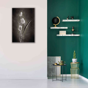 'Two Tone Tulips VIII' by Debra Van Swearingen, Canvas Wall Art,26 x 40