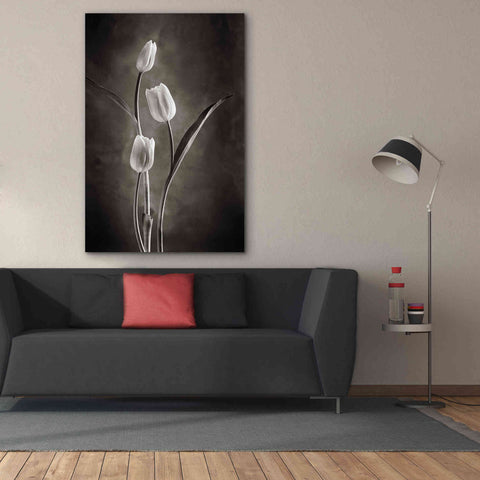 Image of 'Two Tone Tulips VIII' by Debra Van Swearingen, Canvas Wall Art,40 x 60