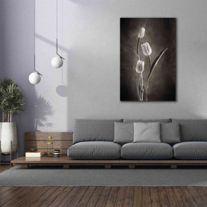 'Two Tone Tulips VIII' by Debra Van Swearingen, Canvas Wall Art,40 x 60
