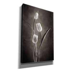'Two Tone Tulips VIII' by Debra Van Swearingen, Canvas Wall Art,12x18x1.1x0,18x26x1.1x0,26x40x1.74x0,40x60x1.74x0