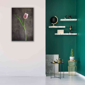 'Spring Tulips II' by Debra Van Swearingen, Canvas Wall Art,26 x 40