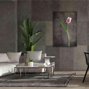'Spring Tulips II' by Debra Van Swearingen, Canvas Wall Art,40 x 60