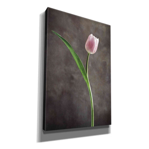 Image of 'Spring Tulips II' by Debra Van Swearingen, Canvas Wall Art,12x18x1.1x0,18x26x1.1x0,26x40x1.74x0,40x60x1.74x0