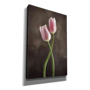 'Spring Tulips V' by Debra Van Swearingen, Canvas Wall Art,12x18x1.1x0,18x26x1.1x0,26x40x1.74x0,40x60x1.74x0