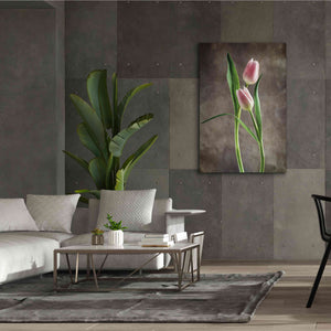 'Spring Tulips VI' by Debra Van Swearingen, Canvas Wall Art,40 x 60