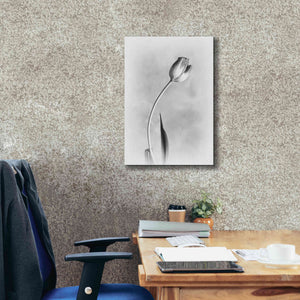 'Soft Tulips I' by Debra Van Swearingen, Canvas Wall Art,18 x 26