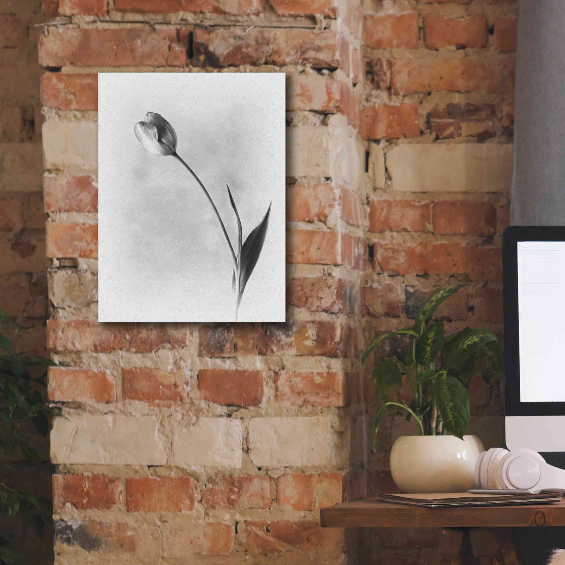 'Soft Tulips II' by Debra Van Swearingen, Canvas Wall Art,12 x 16