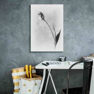 'Soft Tulips II' by Debra Van Swearingen, Canvas Wall Art,18 x 26