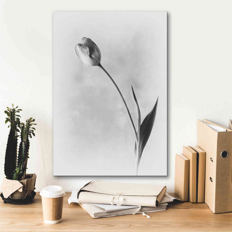 Image of 'Soft Tulips II' by Debra Van Swearingen, Canvas Wall Art,18 x 26