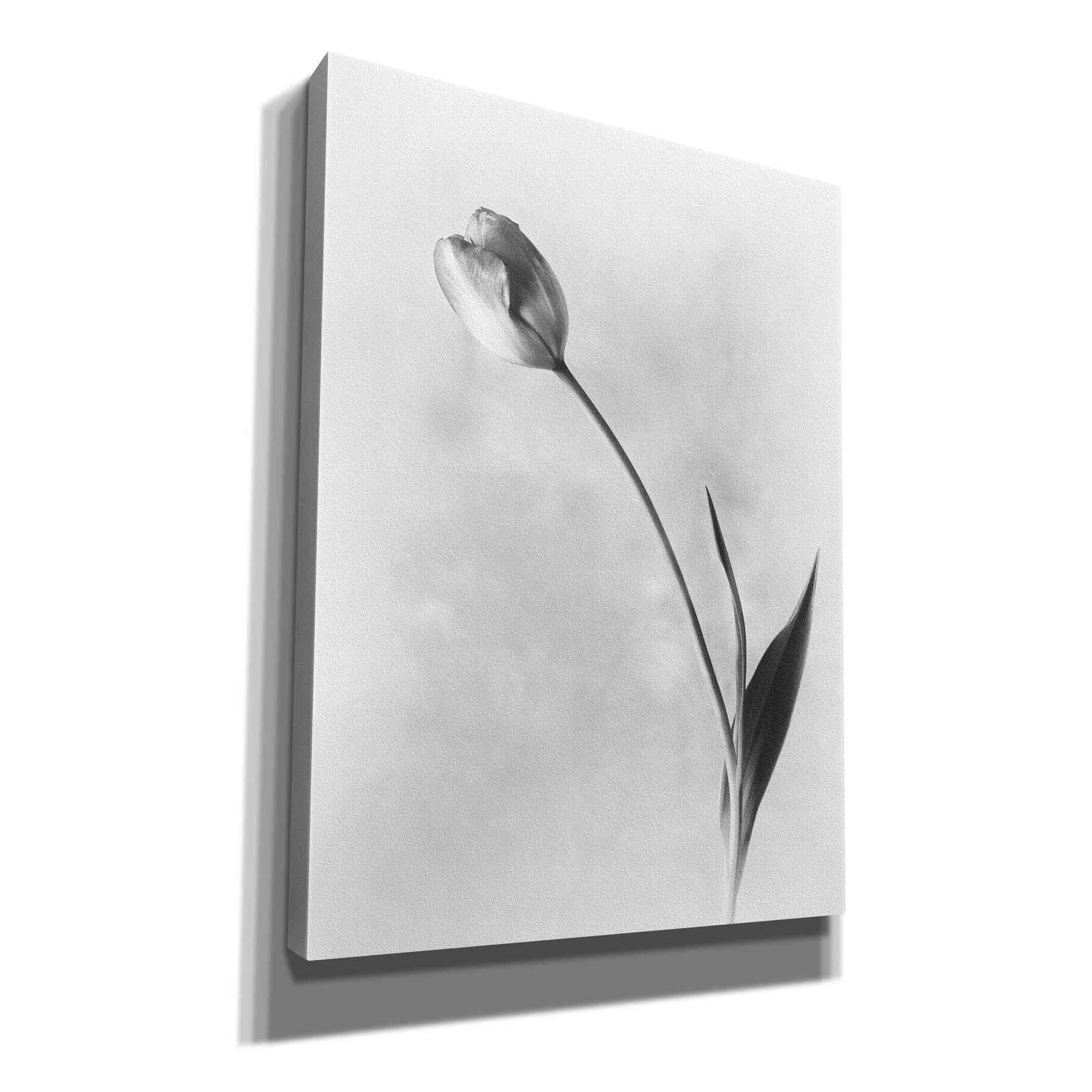 'Soft Tulips II' by Debra Van Swearingen, Canvas Wall Art,12x16x1.1x0,18x26x1.1x0,26x34x1.74x0,40x54x1.74x0