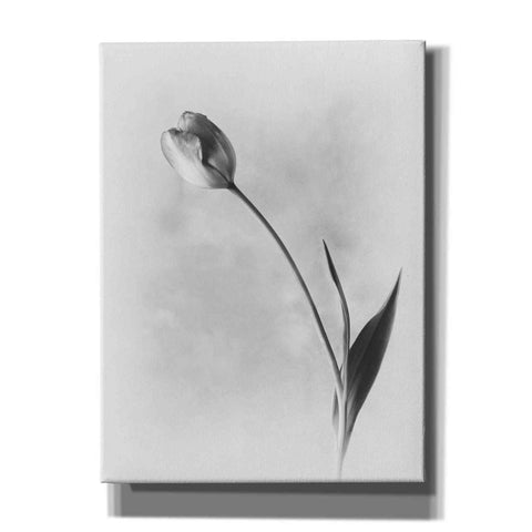 Image of 'Soft Tulips II' by Debra Van Swearingen, Canvas Wall Art,12x16x1.1x0,18x26x1.1x0,26x34x1.74x0,40x54x1.74x0