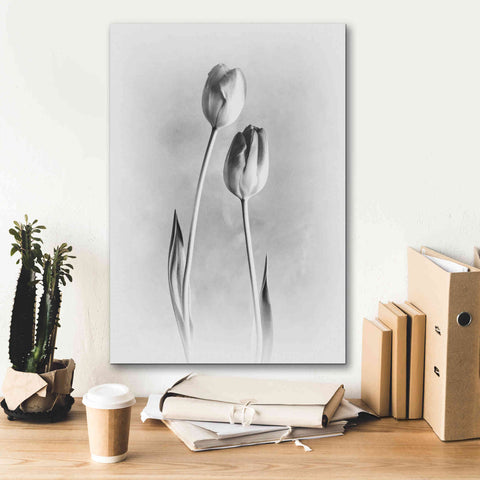 Image of 'Soft Tulips III' by Debra Van Swearingen, Canvas Wall Art,18 x 26