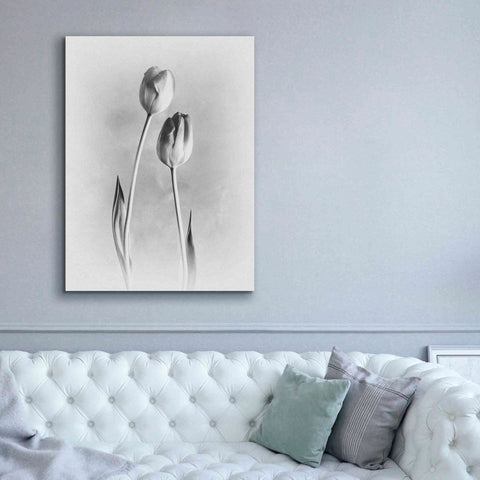 Image of 'Soft Tulips III' by Debra Van Swearingen, Canvas Wall Art,40 x 54