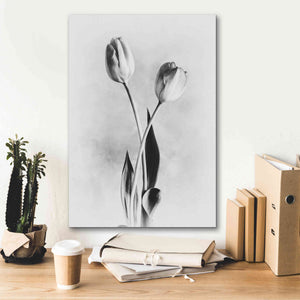 'Soft Tulips IV' by Debra Van Swearingen, Canvas Wall Art,18 x 26