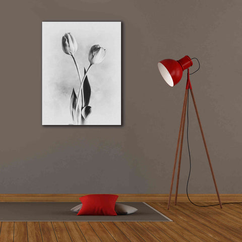 Image of 'Soft Tulips IV' by Debra Van Swearingen, Canvas Wall Art,26 x 34