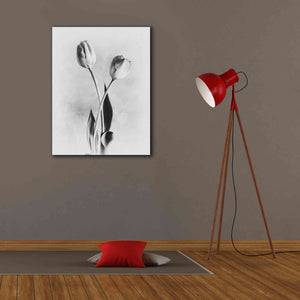 'Soft Tulips IV' by Debra Van Swearingen, Canvas Wall Art,26 x 34