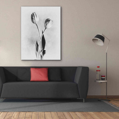 Image of 'Soft Tulips IV' by Debra Van Swearingen, Canvas Wall Art,40 x 54