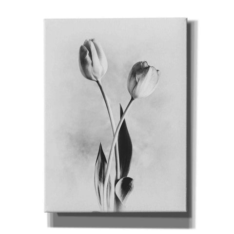 Image of 'Soft Tulips IV' by Debra Van Swearingen, Canvas Wall Art,12x16x1.1x0,18x26x1.1x0,26x34x1.74x0,40x54x1.74x0