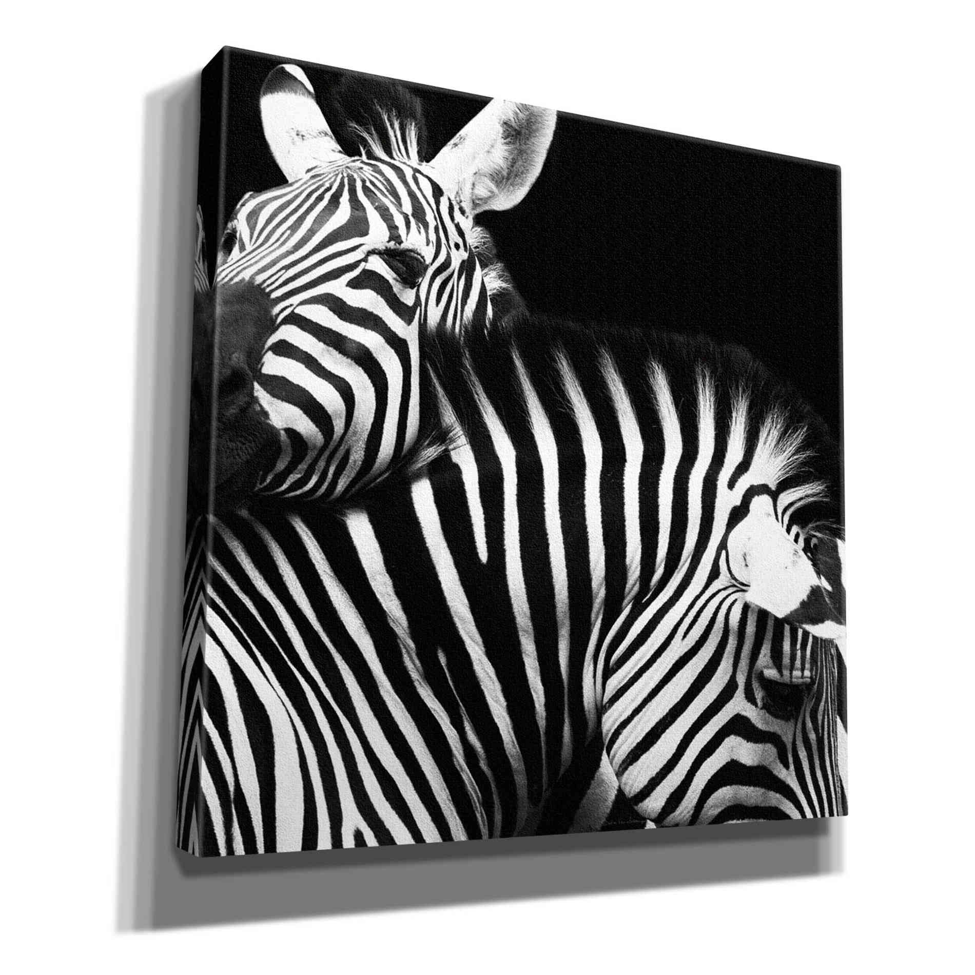 'Zebra VI' by Debra Van Swearingen, Canvas Wall Art,12x12x1.1x0,18x18x1.1x0,26x26x1.74x0,37x37x1.74x0