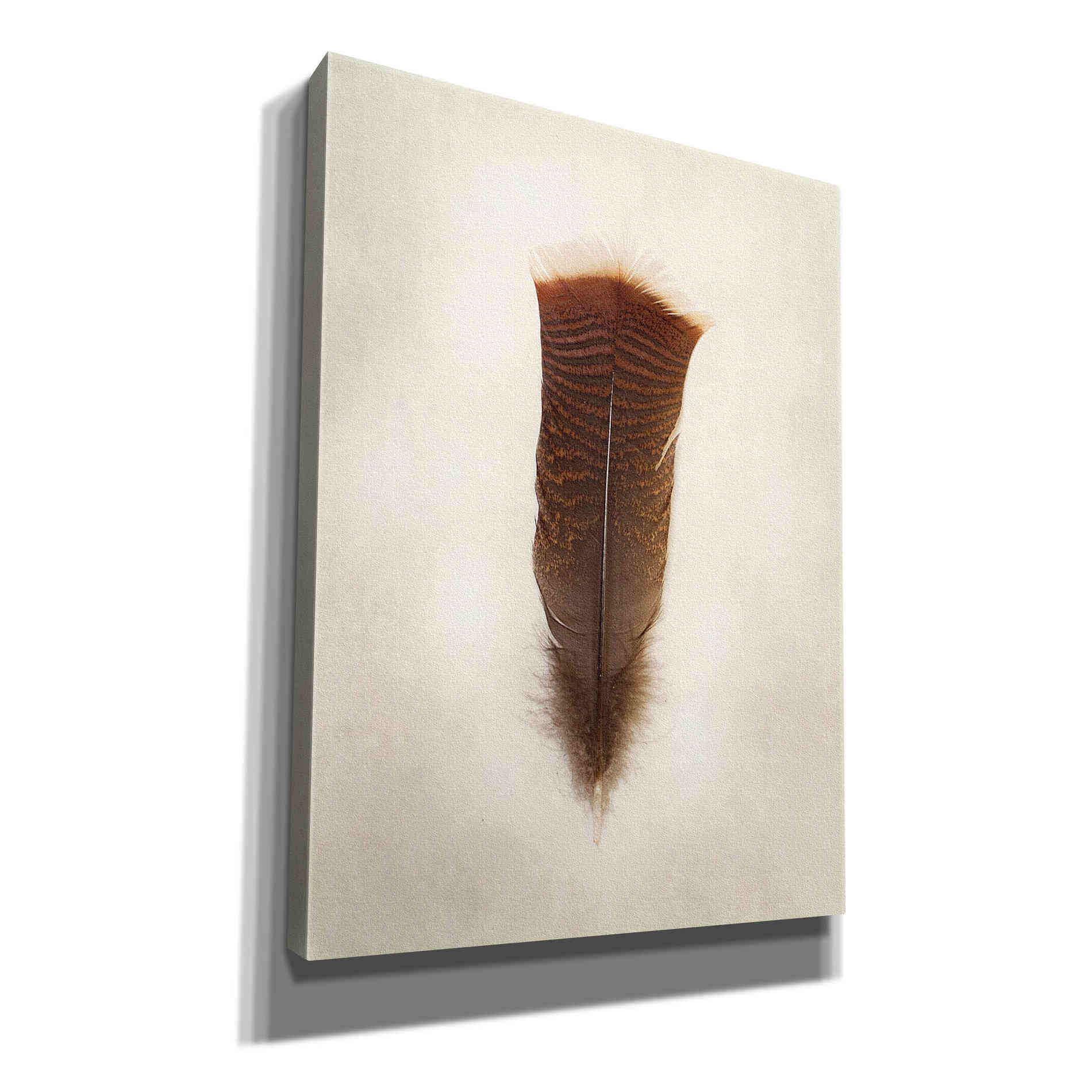 'Feather III' by Debra Van Swearingen, Canvas Wall Art,12x16x1.1x0,20x24x1.1x0,26x30x1.74x0,40x54x1.74x0